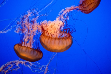 beautiful jelly fishes in blue seaの写真素材