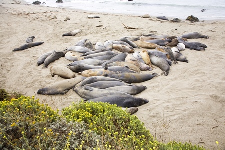 male Seelion at a meeting place, beach of San Simeon, Californiaの写真素材