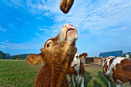 friendly cattles on green granzing land are trustyの写真素材