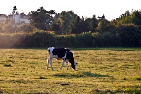 cows, "Holsteiner Kühe" are grazing and looking astonished, beautiful farmlandの写真素材