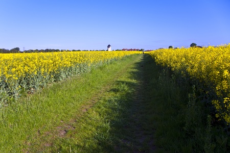 beautiful yellow rape field in spring