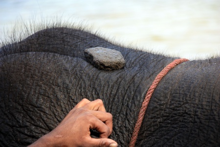 close up of tusk of indian elefant in the campの写真素材