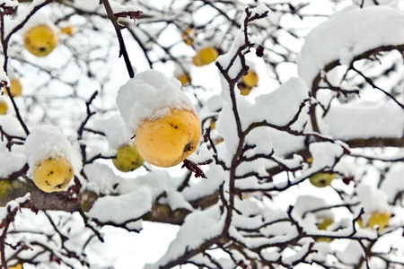 ripe apples are hanging on a branch covered with first snowの写真素材