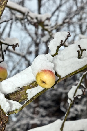 ripe apples are hanging on a branch covered with first snowの写真素材