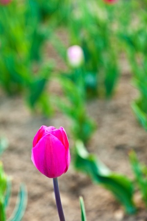 Spring field with blooming colorful tulipsの写真素材