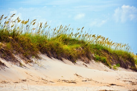 tall grass on a beach during stormy seasonの写真素材
