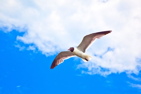 flying seagullの写真素材