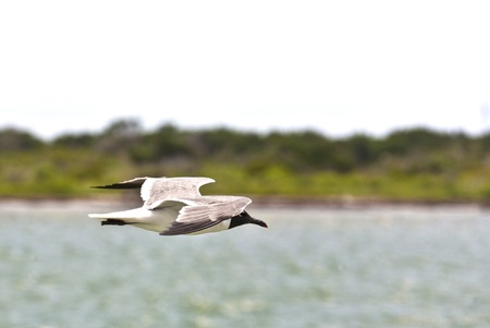 flying seagulls over the oceanの写真素材