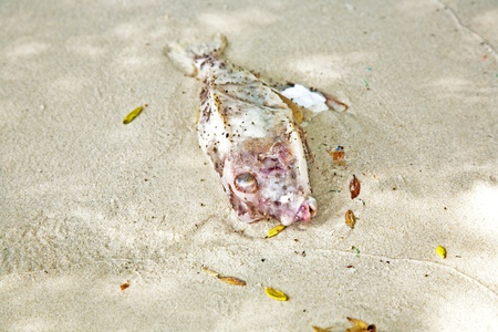 dead fish lying at the beautiful beachの写真素材