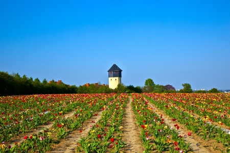 Spring field with blooming colorful tulipsの写真素材