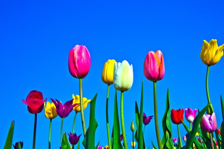 Spring field with blooming colorful tulipsの写真素材