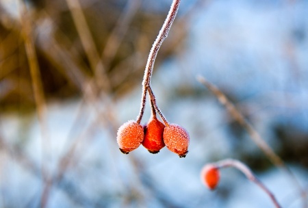 red rose hip with ice in winterの写真素材