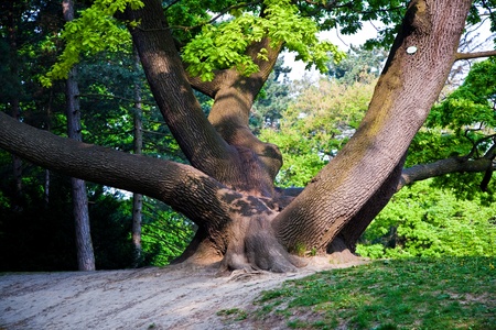 stem of oak trees in fascinating light in a park in Vienna