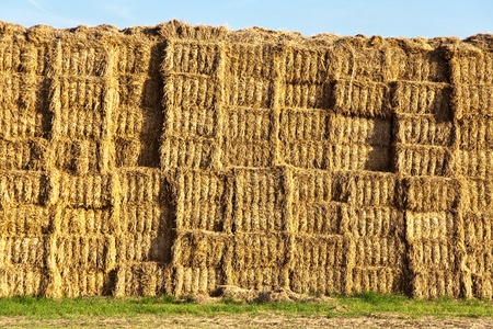 bale of straw in automn in intensive colors