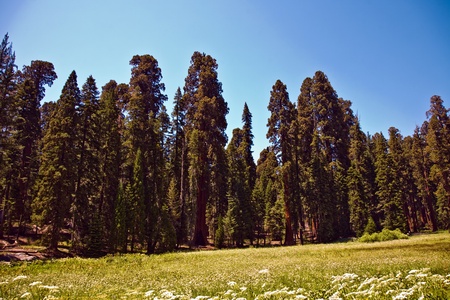 the famous big sequoia trees are standing in Sequoia National Park, Giant village area , big famous Sequoia trees, mammut treesの写真素材