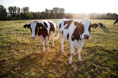 cows, "Holsteiner Kühe" are grazing and looking astonished, beautiful farmlandの写真素材