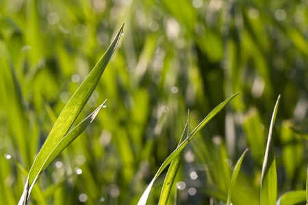 grass with dew in morning light