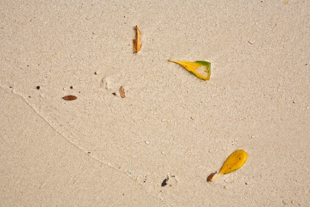 leaves of trees lying on the beautiful white beach with fine sand and giving a harmonic structureの写真素材