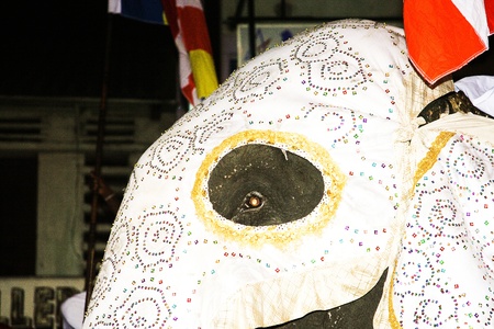 CANDY, SRI LANKA  - August 12: elephants participate the festival Pera Hera in Candy to celebrate the tooth of Buddha  August 12,2005, Candy, Sri Lankaのeditorial素材