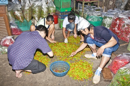 BANGKOK, THAILAND - May 12: family is sorting fresh chili to sell them at the morning market "Pak Khlong Thalat" in Chinatown,  May 12, 2009 in Bangkok, Thailandのeditorial素材