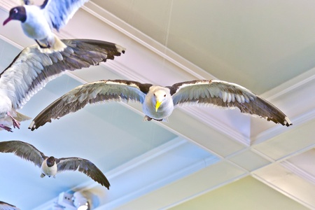 NEW YORK - JULY 8: The American Museum for National History in Newe York holds a large collection of dinosaur skeletons and praehistoric also human exhibits from all over the world.  Open for public at July 8,2010, New York,  USA.のeditorial素材