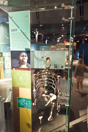 NEW YORK - JULY 8: The American Museum for National History in Newe York holds a large collection of...