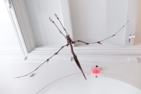 NEW YORK - JULY 8: The American Museum for National History in Newe York holds a large collection of dinosaur skeletons and praehistoric also human exhibits from all over the world.  Open for public at July 8,2010, New York,  USA.のeditorial素材