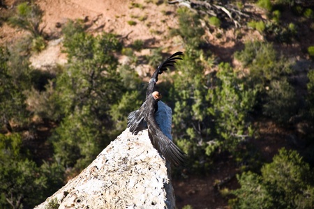 vulture in the Great Canyon near Maricopa Point, they carry a homing device and an identification to be controlled by rangerの写真素材