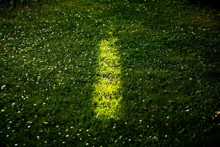 light on grassの写真素材