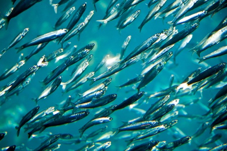 flock of silver fishes in the seaの写真素材