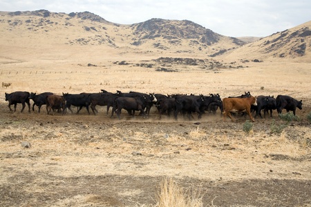 cattles are grazing in the contryside near Exeterの写真素材