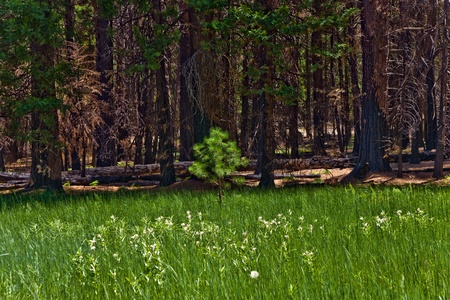 dead trees due to a former forest fire in Yosemite Parkの写真素材