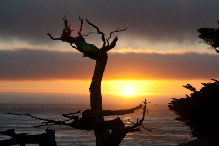 romantic sunset with an old dead tree on the rock