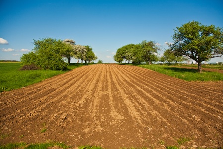 plowed acres and trees with blue sky, magnificent landscapeの写真素材