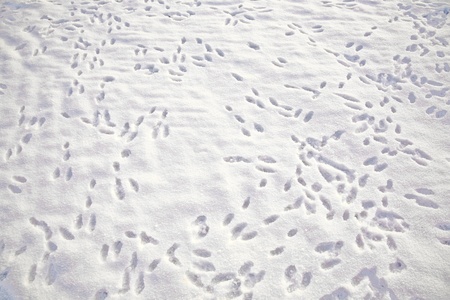 rabbit footprint on a white snow field in winter