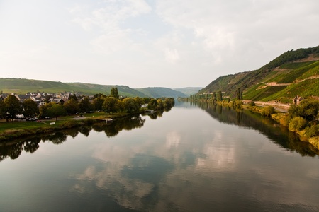 vineyards at the hills of the romantic river Mosel edge in summer with fresh grapes and reflection in the riverの写真素材