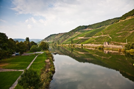 vineyards at the hills of the romantic river Mosel edge in summer with fresh grapes and reflection in the riverの写真素材