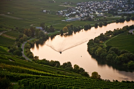 world famous sinuosity at the river Mosel near Trittenheim with vineyards at the edgeの写真素材