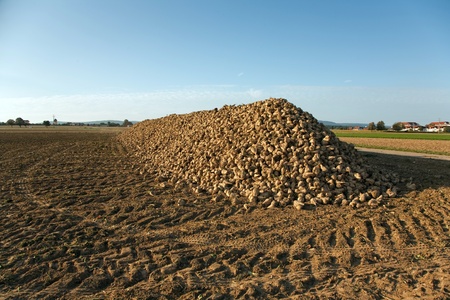 acres with sugar beets after harvest in golden light and beautiful landscapeatsの写真素材