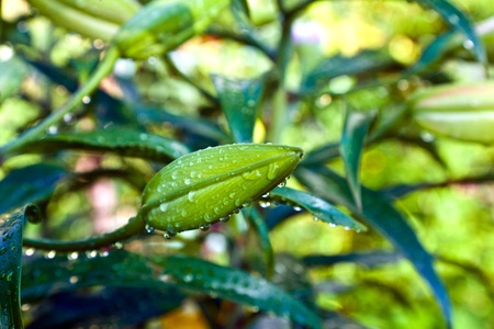 lily in the gardenの写真素材