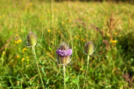 beautiful thistle in the green meadow