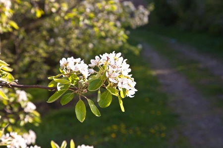 Close-up branch of  white bloom in spring