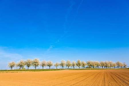 beautiful blooming trees in alley with field