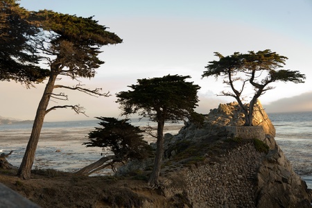 PEBBLE BEACH, USA - July 26: Lonely Cypress Tree standing isolated on a rock in sunset on July 26,2008 in Pebble Beach, USA.  The tree is around 250 years old and one of the  famous landmarks of California.のeditorial素材