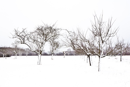 trees in winter with snow covered fieldsの写真素材
