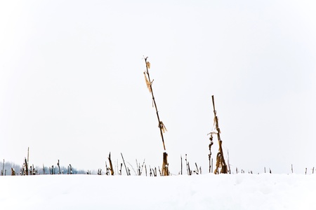 trees in winter landscapeの写真素材