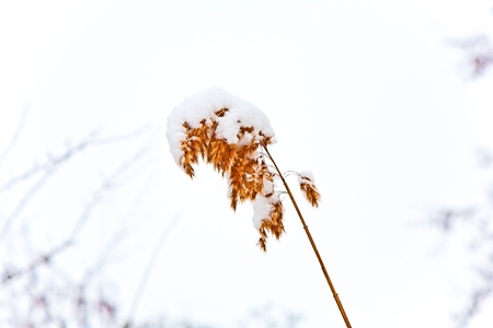 trees in winter landscapeの写真素材