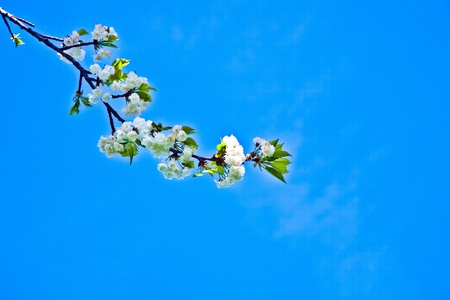 Close-up branch of  white bloom in springの写真素材