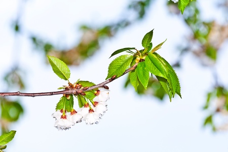 Close-up branch of white flowers in springの写真素材