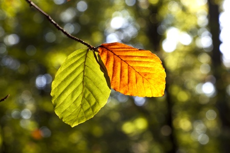 beautiful trees in forest in harmony